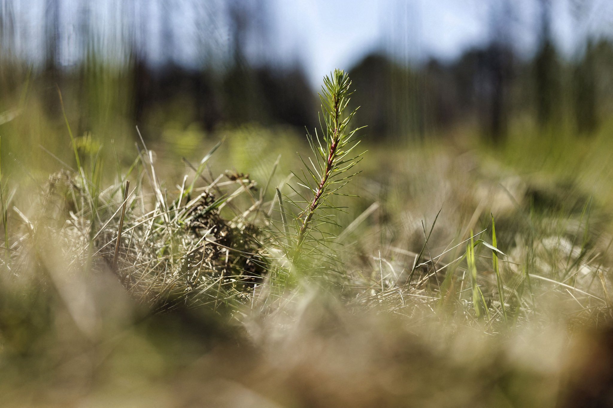 Loi d’orientation agricole : comment le texte sacrifie la biodiversité