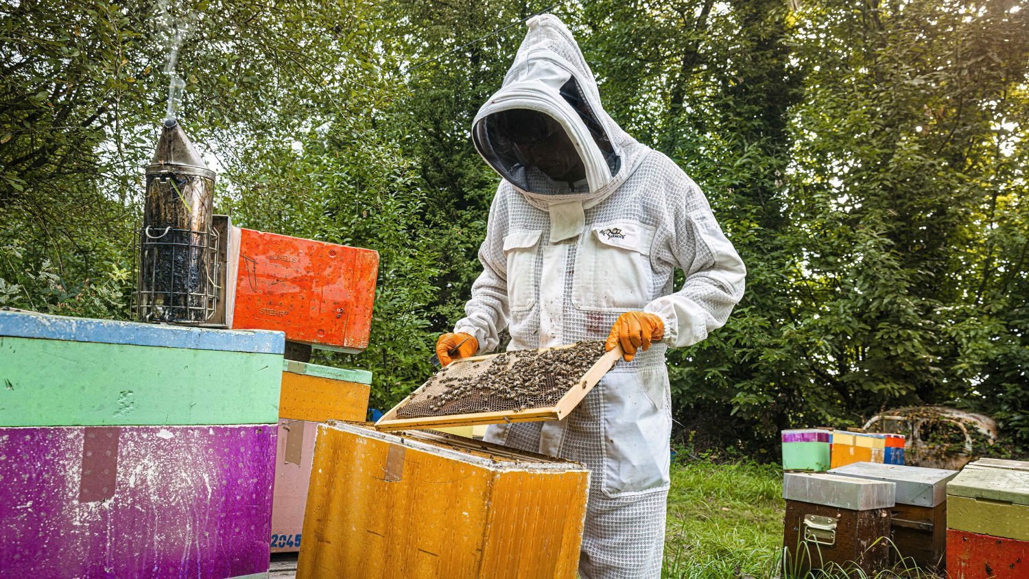 Pourquoi les apiculteurs tirent la sonnette d’alarme contre le retour des néonicotinoïdes ?