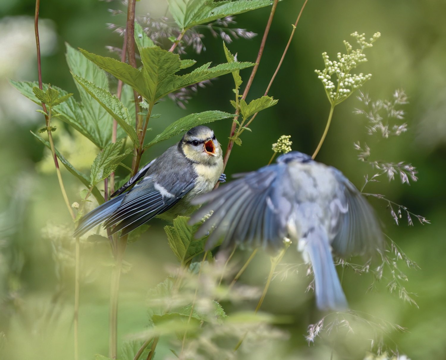« Plus on a de pesticides achetés, moins on a d’oiseaux » : l&rsquo;étude française qui documente l&rsquo;effondrement en cours