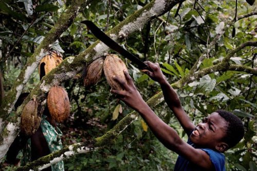 Esclavage, pollution des eaux et déforestation : le chaos social et environnemental de la production de cacao épinglé dans un rapport