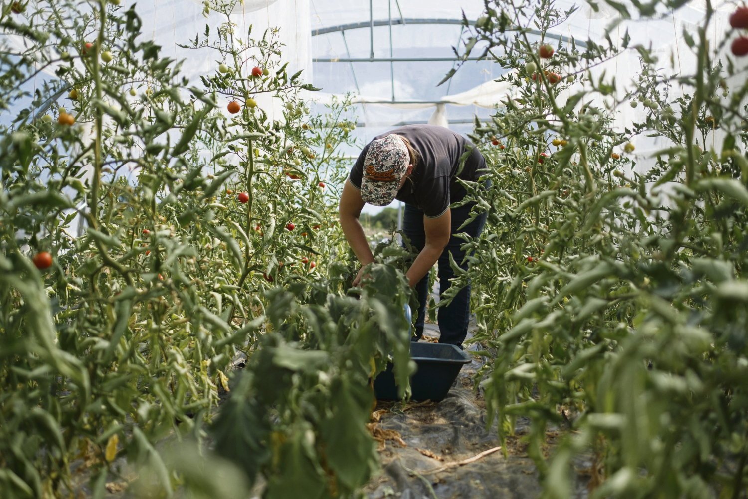 « Incompréhension », « brutal » : comment le Sénat a voté la suppression de l’Agence bio avec l’aval du gouvernement