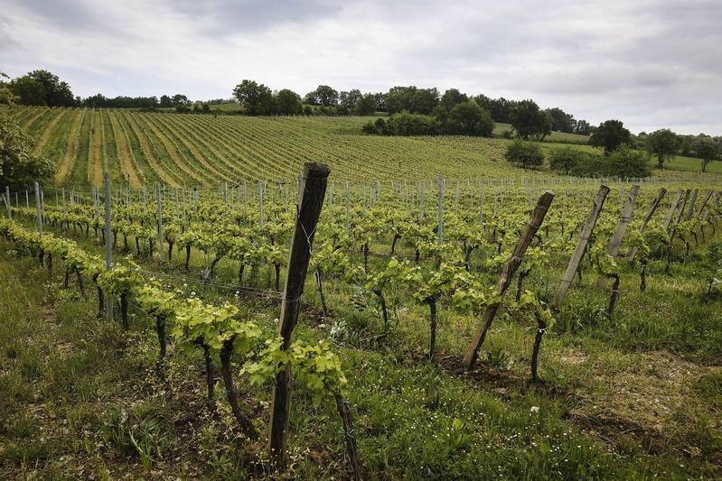 Vignes arrachées, prix en chute libre… Pourquoi le vin de Bordeaux s’enlise dans la crise
