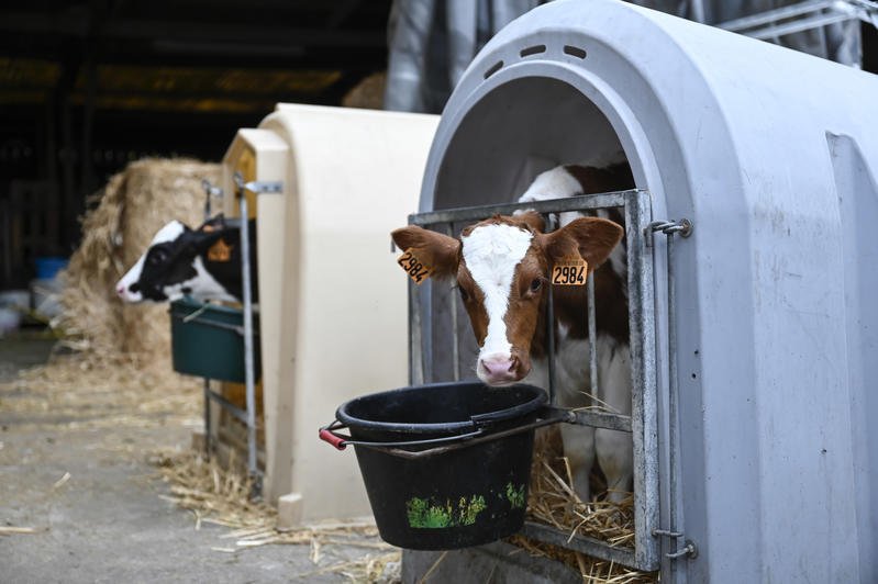 Dermatose nodulaire contagieuse : « L’abattage total du troupeau a une justification économique », décrypte Stéphane Galais de la Confédération paysanne