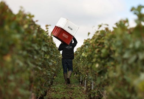 Dans le Champagne, de Moët & Chandon à Canard-Duchêne, les grèves se multiplient