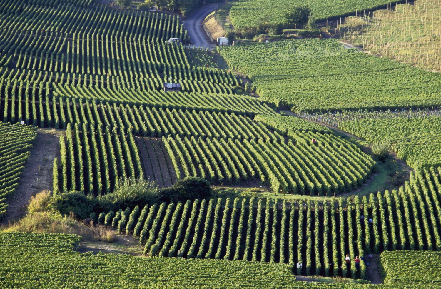 Spéculation, exportation et dérégulation… Pourquoi le champagne et cognac sont en crise