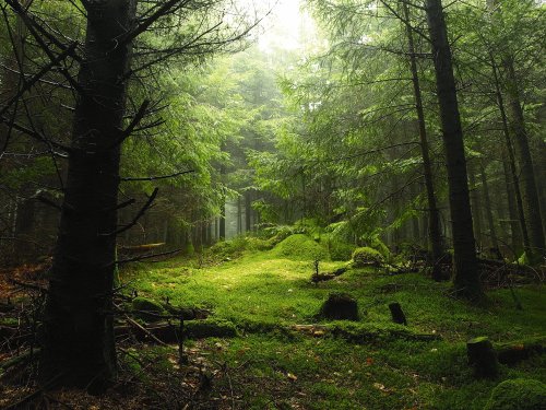 Les forêts françaises, cruciales pour atteindre la neutralité carbone en 2050, sont menacées par le réchauffement climatique - L'Humanité