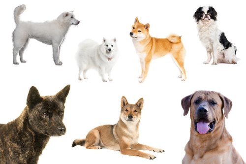 Japanische Hunde: Japanische Hunderassen von A bis Z