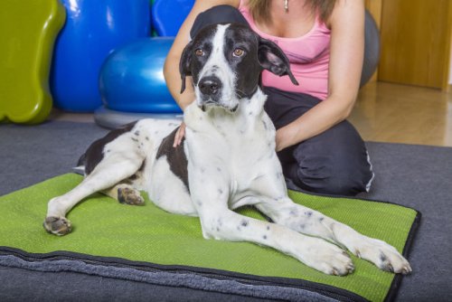 Physiotherapie beim Hund – Wissenswertes zur Hundephysiotherapie