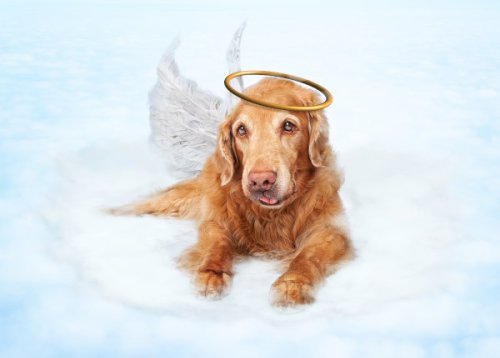 Gedichte & Trauersprüche für den Abschied vom verstorbenen Hund