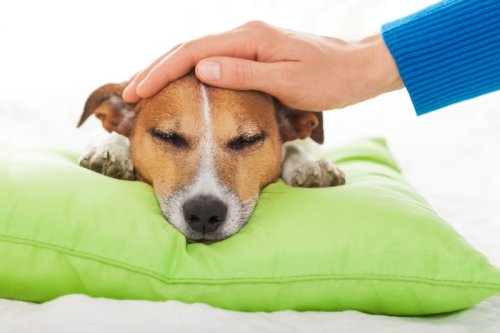 Zittern, Hecheln, Kratzen: Anzeichen für Schmerzen beim Hund erkennen