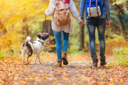 Wandern mit Hund: Tipps, Planung, Ausrüstung, Regionen
