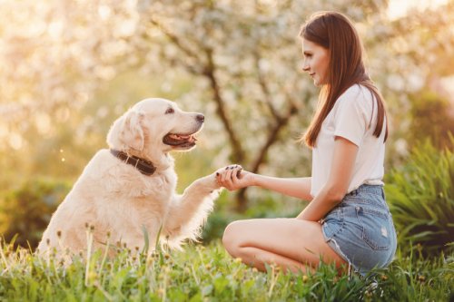 Gesundheit durch Tiere: Wie Hunde unser Leben bereichern