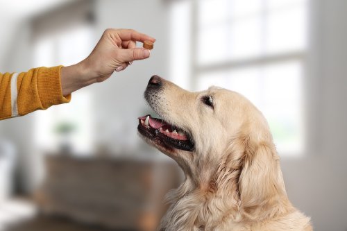 Bravecto für Hunde: Wirkung, Dosierung & Nebenwirkungen