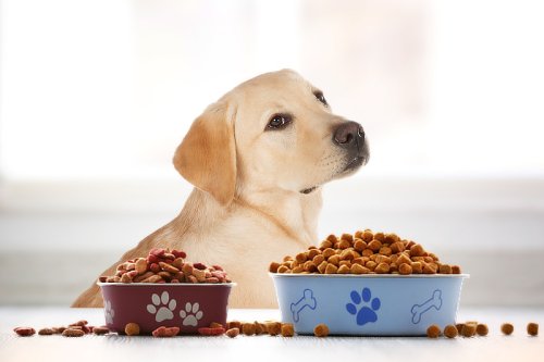 Hund will nicht fressen: Woran liegt es und was kann ich tun?