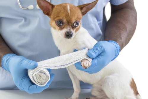 Silberspray, Blauspray, Zinkspray: Wundversorgung und Desinfektion beim Hund