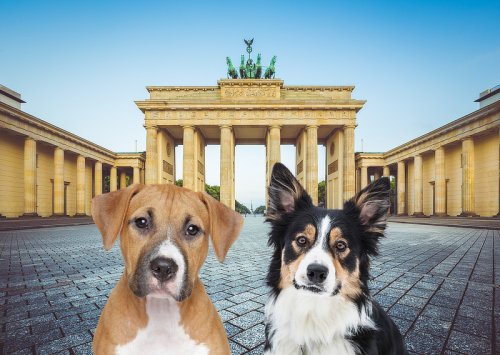 Hunde in Berlin: Tipps zu Auslaufgebieten, Hundepensionen, Hundefrisören & mehr