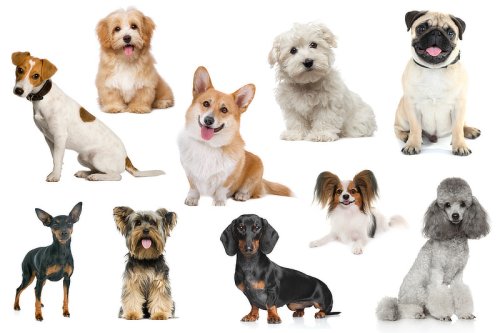 Kleine Hunderassen: Kleine Hunde von A bis Z (mit Bildern)