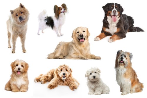 Anfängerhunde: Welche Hunderassen eignen sich für Anfänger?