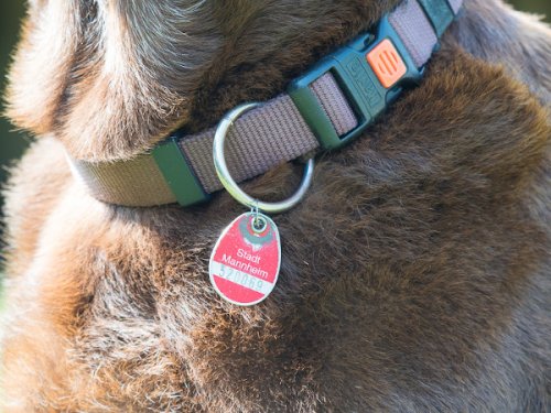 Hundemarke – Wissenswertes rund um die Steuermarke für Hunde