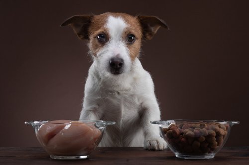 Ist Nassfutter, Trockenfutter oder Rohfutter besser für Hunde?