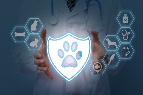 Hundekrankenversicherung abschließen: Worauf muss ich achten?