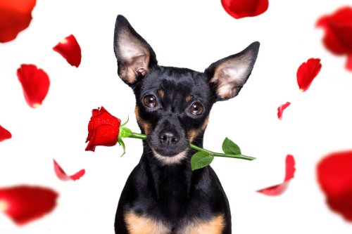 Hundesprüche – 100 Sprüche & Zitate zum Thema Hundeliebe