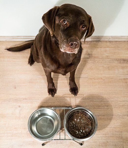 Hundefutter - Gesunde Ernährung für Hunde - cover