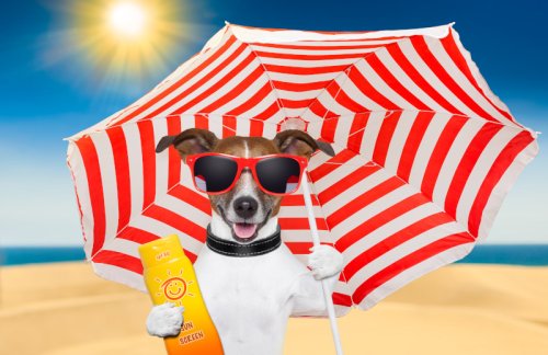 Sonnencreme für Hunde