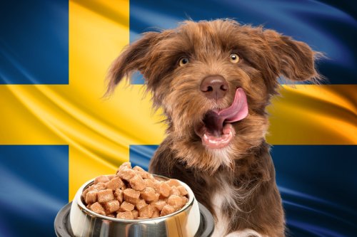 Hundefutter aus Schweden: Was macht schwedisches Hundefutter so besonders?