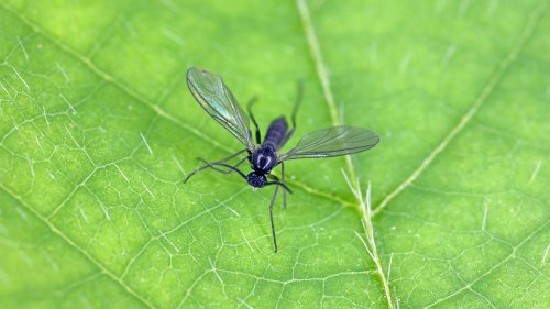 Natural remedies for keeping pests out of your garden 