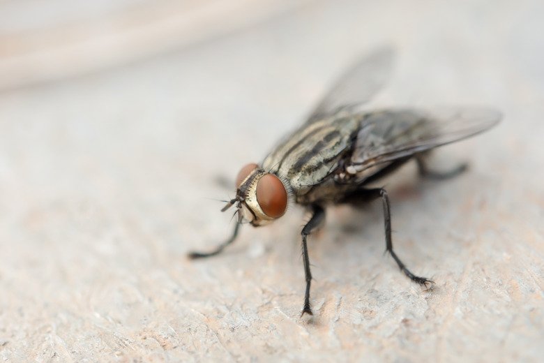 How To Get Rid Of Flies In The House