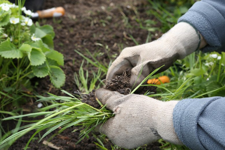 How To Kill Weeds Permanently In A Large Area