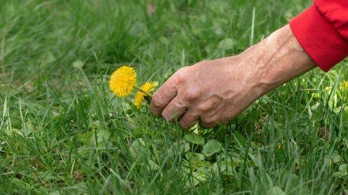 The Best Time Of Year To Use Pre-Emergent On Your Lawn (And How To Apply It) - Hunker
