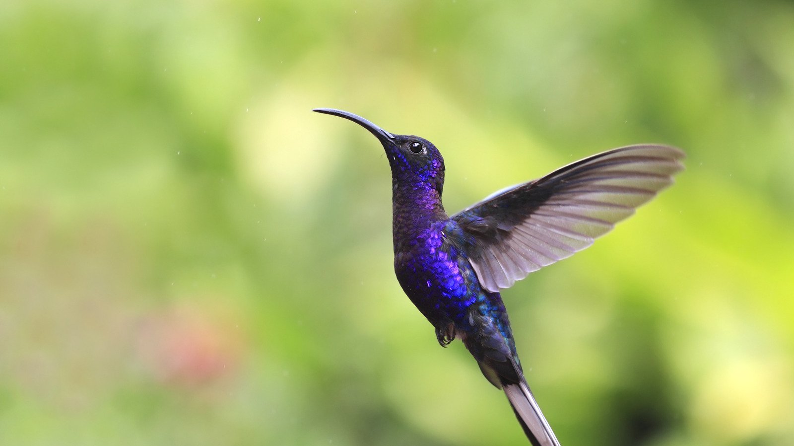 Attract Hummingbirds To Your Yard With A Little-Known Fruit Hack