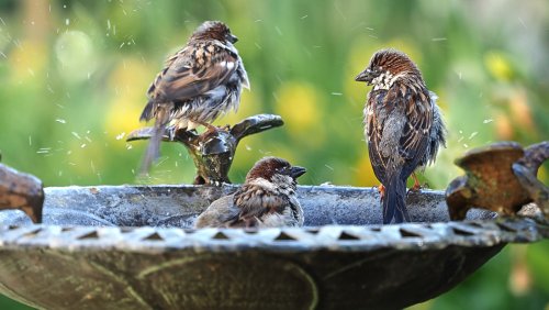 Putting Your Birdbath In The Wrong Spot Matters - Here's Where To Place It