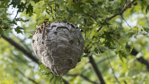 Safe and natural ways to get rid of bees, wasps or hornets in your yard 