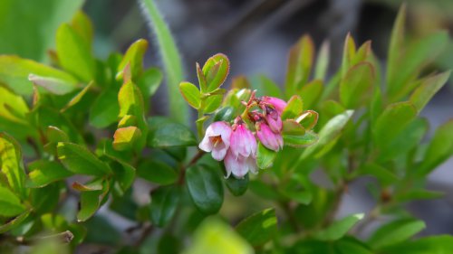 The Popular Ground Cover You'll Want To Plant To Add Lasting Color To Your Yard - Hunker