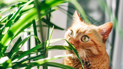 Avoid these plants and houseplants if you have pets