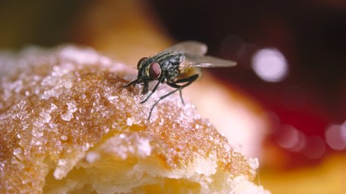Clever ways to deter flies from your home and yard 