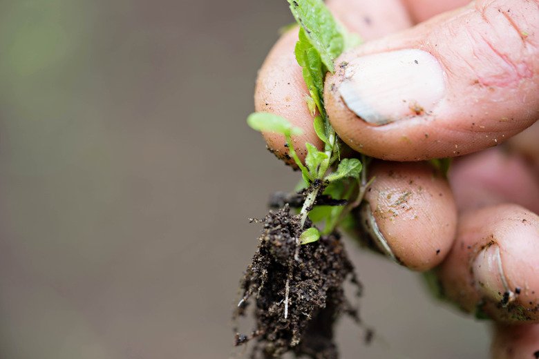 How To Get Rid Of Weeds Organically With Natural Weed Killers