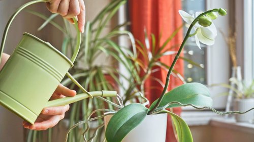 How And When To Water Your Orchids To Keep Them Healthy And Blooming - Hunker