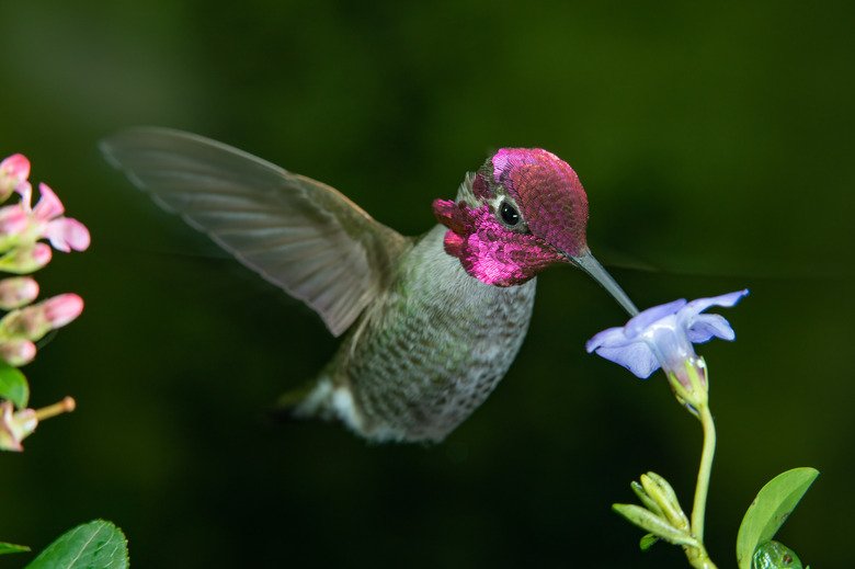 Flowers That Attract Hummingbirds