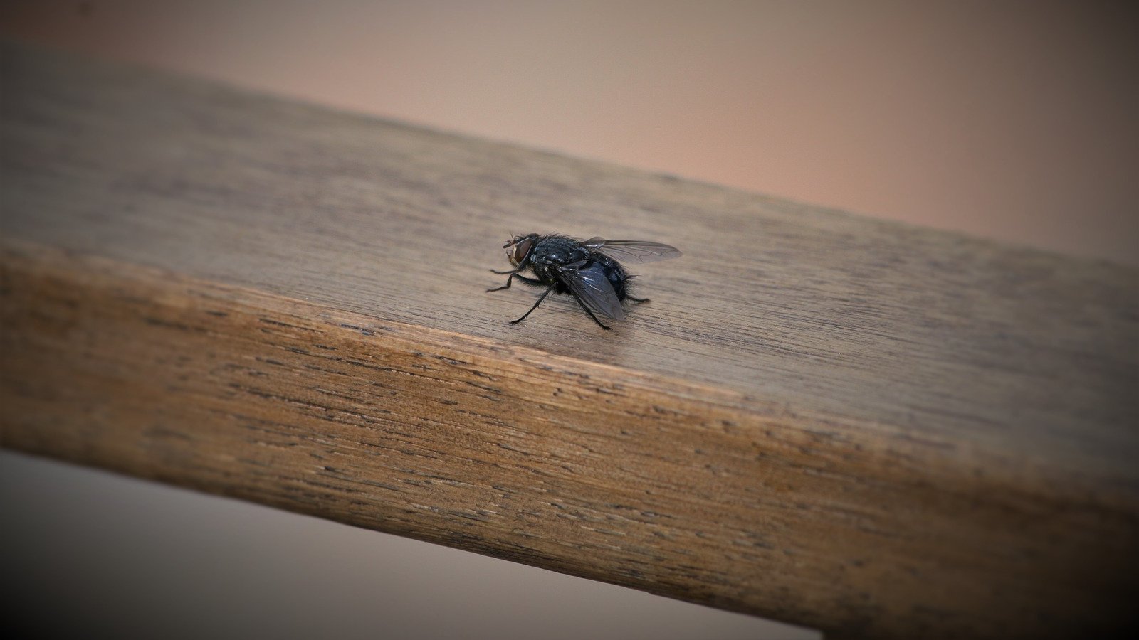 Keep Flies Away From Your Patio With An Easy Hydrogen Peroxide Hack