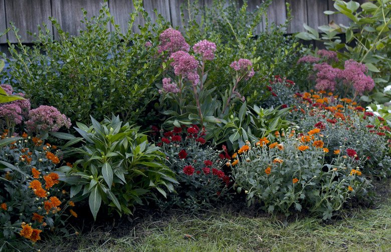 Everything You Need To Know About Planting Mums, The Reigning Fall Flower