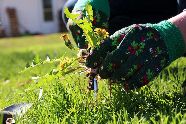 Ratio Of Vinegar And Salt Used To Kill Weeds