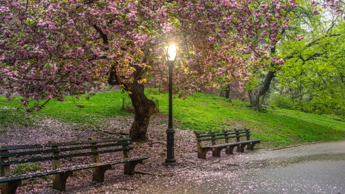 Stunning flowering trees to add to your yard 