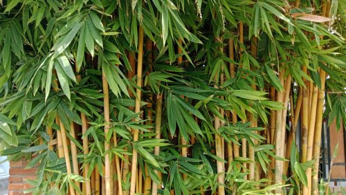How To Take Care Of Bamboo: Must-Know Tips For Happy And Healthy Plants - Hunker