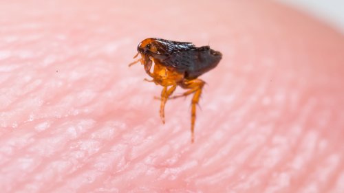 How To Repel Fleas And Ticks Using One Natural Fragrance They Can't Stand