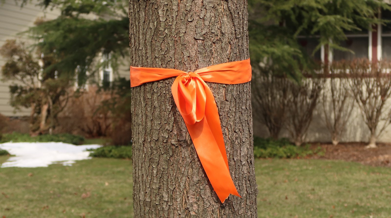 Why Some Hummingbird Lovers Tie Orange Ribbons On Their Trees ( Should You?)