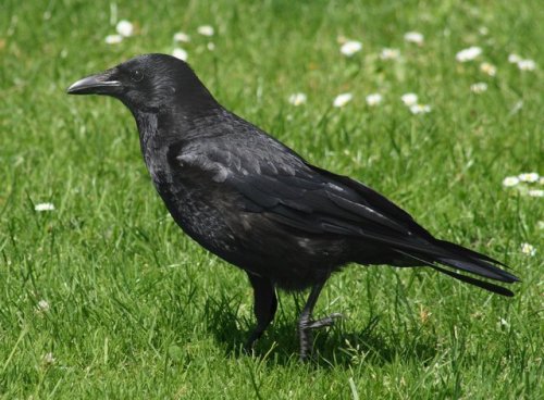 How to Attract Crows — and Why You'd Even Want to in the First Place